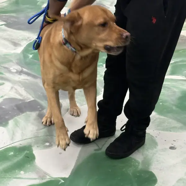 Happy pup during daycare at K9 Rox Club
